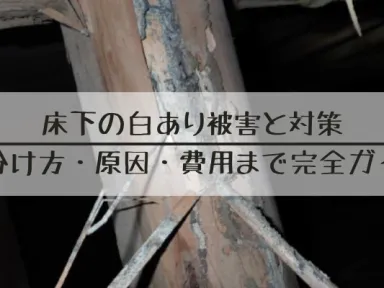 床下の白あり被害と対策を徹底解説｜見分け方・原因・費用まで完全ガイド